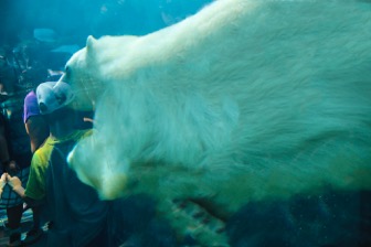 img_3193-polar-bear-aquarium-4-almost-done