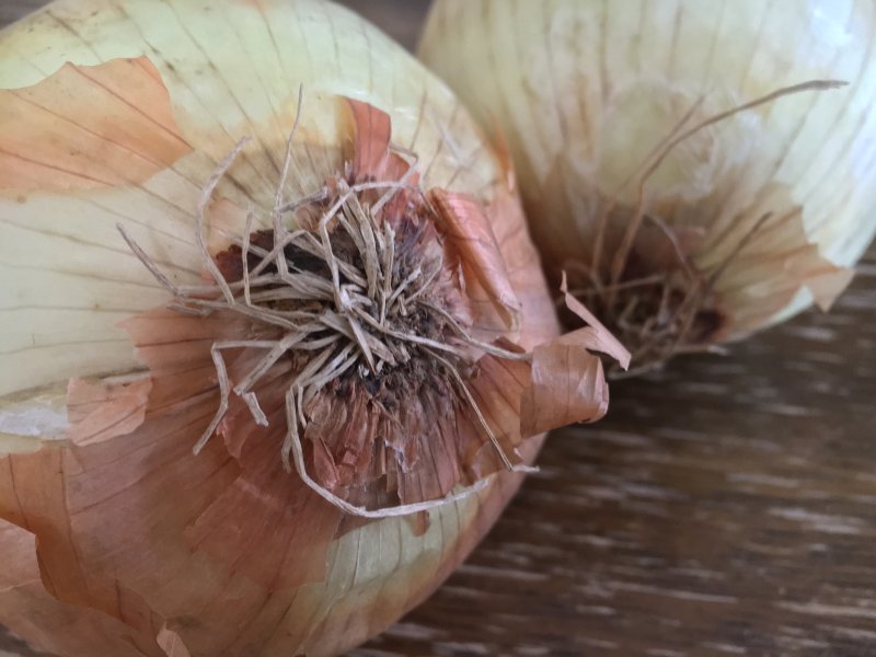 Photo of spanish onions