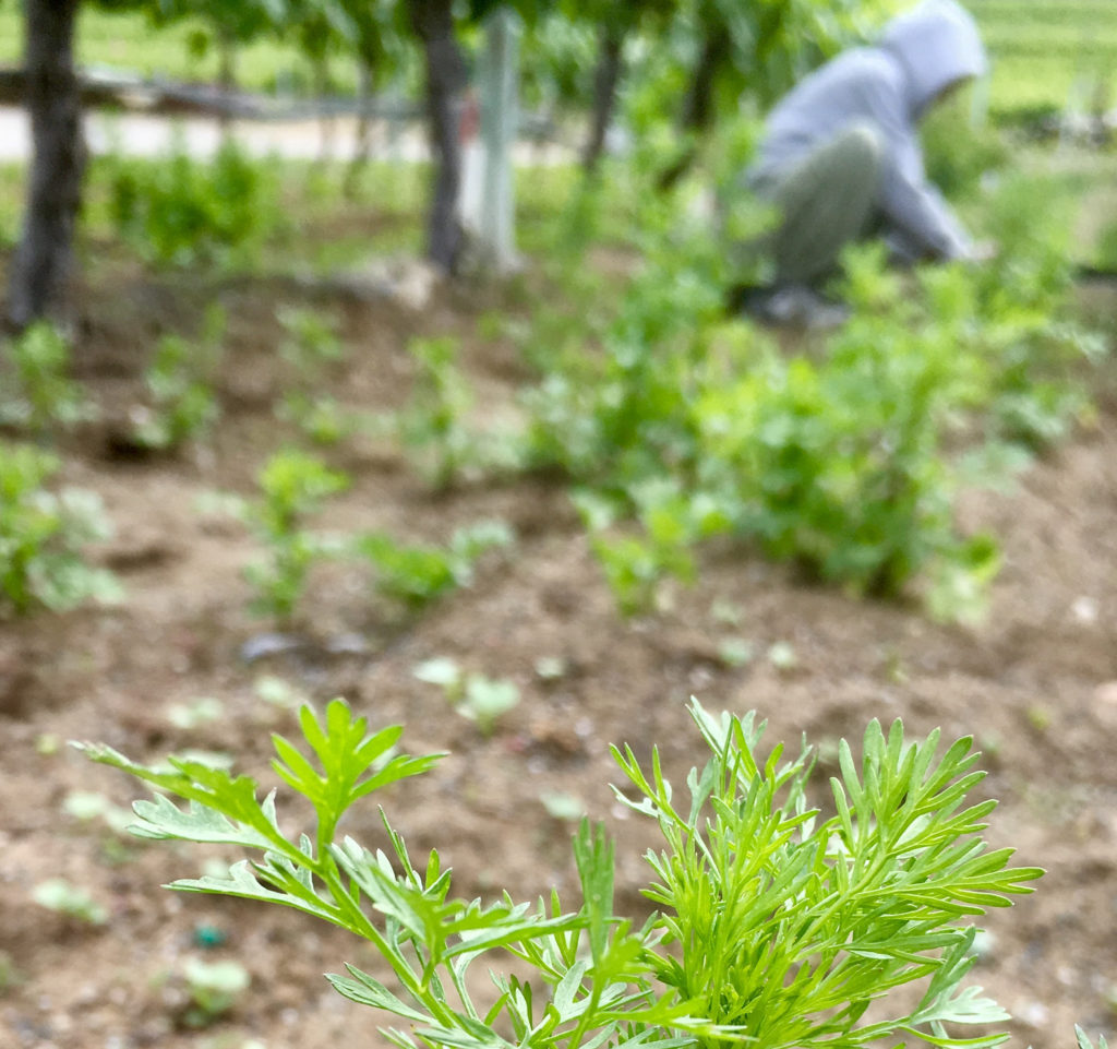 photo of a person picking herbs in a field