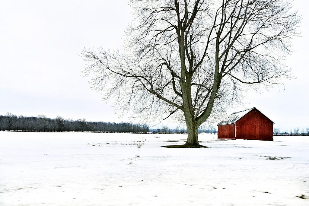 photo showing a snowy ground, a trail, a bare tree, and a red barn