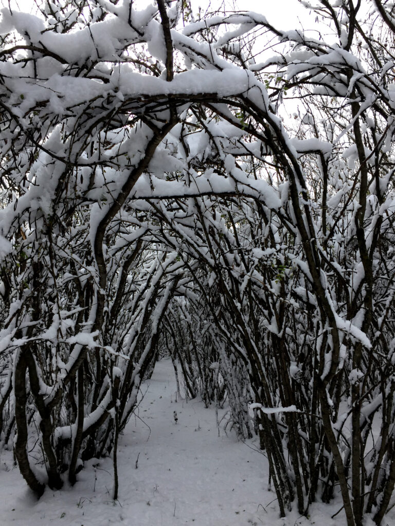 photo of caragana trees in winter